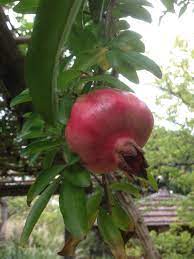 pomegranate ザクロ 柘榴 2018 10 15 向島百花園 園芸品種 西南アジア原産 落葉小高木 ここに柘榴があったのは今まで気が付きませんでした 花が咲く来年の初夏が楽しみです