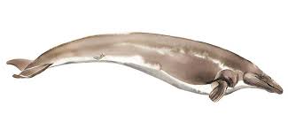 Release of whales from notorious russia 'whale jail' complete. When Whales Walked On Four Legs Natural History Museum