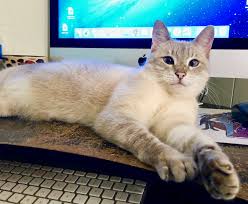 The history of the there are seal point balinese, red point balinese, lynx or tabby point balinese, tortoiseshell point balinese do hypoallergenic cats and dogs exit? annals of allergy, asthma & immunology, 108 (2). Lynx Point Siamese Cat 101 Glamorous Cats