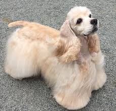Full Grown Black American Cocker Spaniel Flower Wheat Cocker Spaniel Instagram Cocker Spaniel Dog American Cocker Spaniel Spaniel Breeds