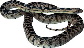 Download Png Image Snake Png Image Picture Download Free Png Images Snake Free Free Png