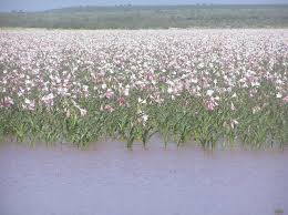 Image result for Crinum paludosum