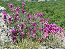 Image result for Hedysarum