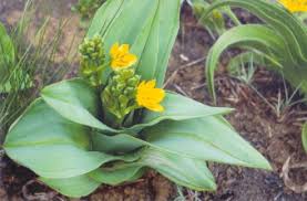 Image result for Hypoxis nyasica