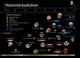 Timeline Of Hominid Evolution Infographic Human Evolution