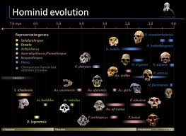 timeline of hominid evolution infographic human evolution