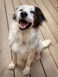 Both of these dogs can be friendly but personalities differ, so you never know. Dog For Adoption Terry A Clumber Spaniel Australian Shepherd Mix In Midlothian Va Petfinder