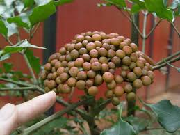 Image result for Leea guineensis