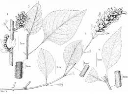 Image result for Achyrospermum