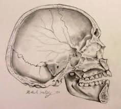 Calf bones lab gloves surgical knife plastic tray. Medical Illustration Skull Cross Section More Art Less Craft Medical Illustration Drawings Human Figure Drawing