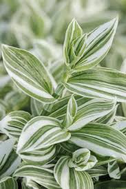 Image result for Tradescantia