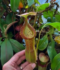 Image result for Nesaea spathulata