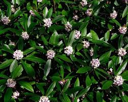 Image result for Justicia odora