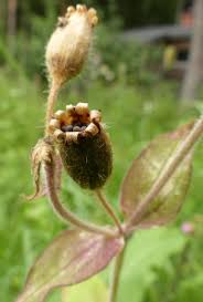 Image result for Lophiocarpus tenuissimus