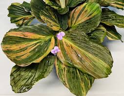 Image result for Kaempferia