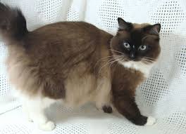 Sealpoint Mink Mitted Variant With Double Star Blaze Cats Cute Cats And Kittens Ragdoll Cat Breed