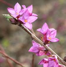 Image result for Daphne mezereum