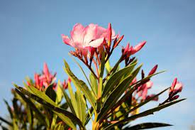 We did not find results for: Engrais Laurier Rose Criteres De Choix Et Prix Ooreka