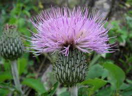 Image result for Cirsium