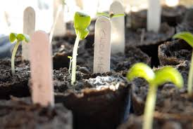 The Herb Gardener Seed Longevity Herbs