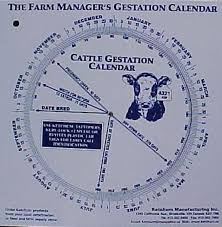 Details About Cattle Gestation Calendar Calculate Birth Breeding