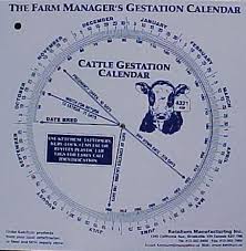 Details About Cattle Gestation Calendar Calculate Birth Breeding