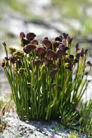 Image result for Schizaea pectinata