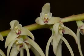 Image result for Bulbophyllum josephi