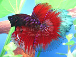 Betta Splendens Hm Red Acquista Online Pesci Tropicali Online Vendita Online Pesci Tropicali