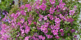 Check spelling or type a new query. Anwendung Von Kletterpflanzen Clematis Zrodlo Dobrych Pnaczy