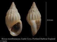 Image result for Isoglossa membranacea