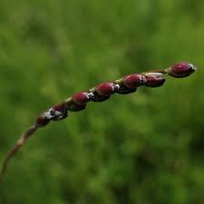 Image result for Urochloa arrecta