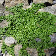 Nobody is growing this yet. 10 Best Ground Cover Plants For Around Ponds Updated Pond Informer