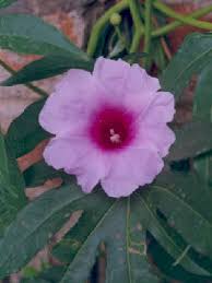 Image result for Ipomoea mauritiana