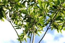 Image result for Tricalysia jasminiflora