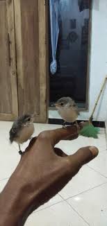 Maybe you would like to learn more about one of these? Peng Hoby Burung Ciblek Kristal Facebook