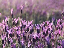 Check spelling or type a new query. French Lavender How To Prune It Home Gardening Advice Saga
