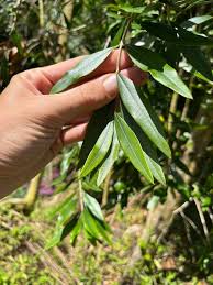 Image result for Psydrax martinii