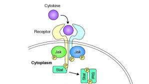 Image result for TNF Inhibitor