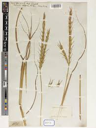 Image result for Vossia cuspidata