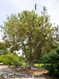 Image result for Phytolacca dioica