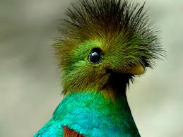 Aves rails is not responsible for any damages caused by misuses of our components. Quetzal Aves Imprescindibles Centroamerica Sala De Prensa