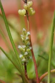 Image result for Juncaginaceae