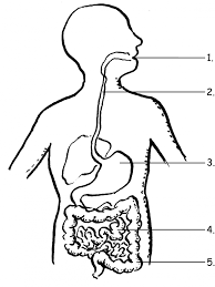 The alimentary canal is the long tube of organs — including the esophagus, stomach, and intestines — that runs from the mouth to the anus. Coloring Page For Digestive System Coloring Home