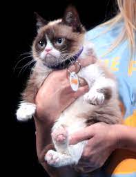 Tigger, bagheera and simba are a bit on the wild side, but make good cat names all the same. Cats And The Internet Wikipedia