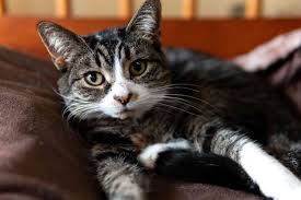 Do Cats Like To Be Kissed