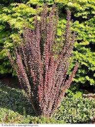 Berberis are deciduous or evergreen shrubs. Berberis Thunbergii Helmond Pillar Common Name Helmond Pillar Barberry Egardengo Community Gardening Plants Yard Design