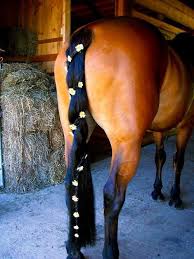 14 Fun Pet Braids Horses Horse Tail Horse Braiding