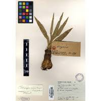 Image result for Schizocarphus nervosus