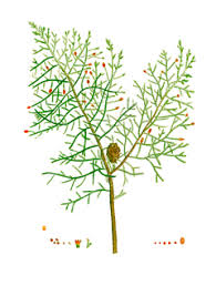 Image result for Cupressus lusitanica